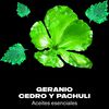 Desodorante-Aerosol-Green-Geranium-150-ml-imagen-5