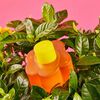 Set-Regalo-Perfume-Mujer-Flor-EDT-50ml-+-Cintillo-Skincare-imagen-3